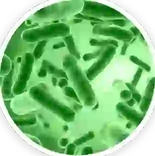 Bacillus Coagulans